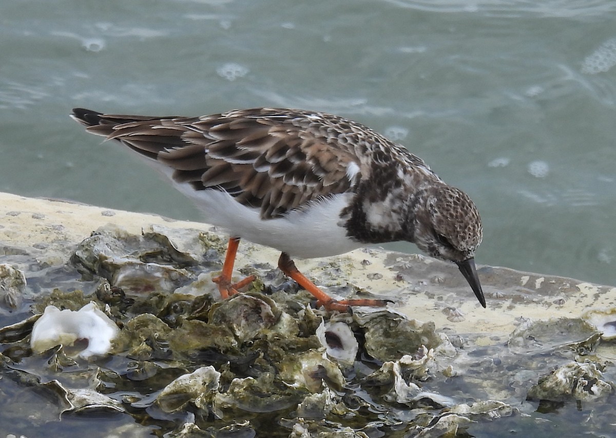 Harri-iraulari arrunta - ML646797496