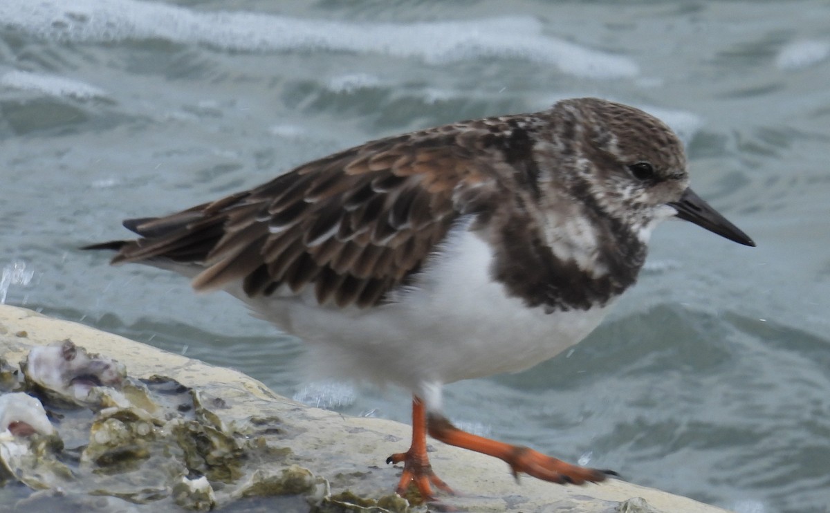 Harri-iraulari arrunta - ML646797497