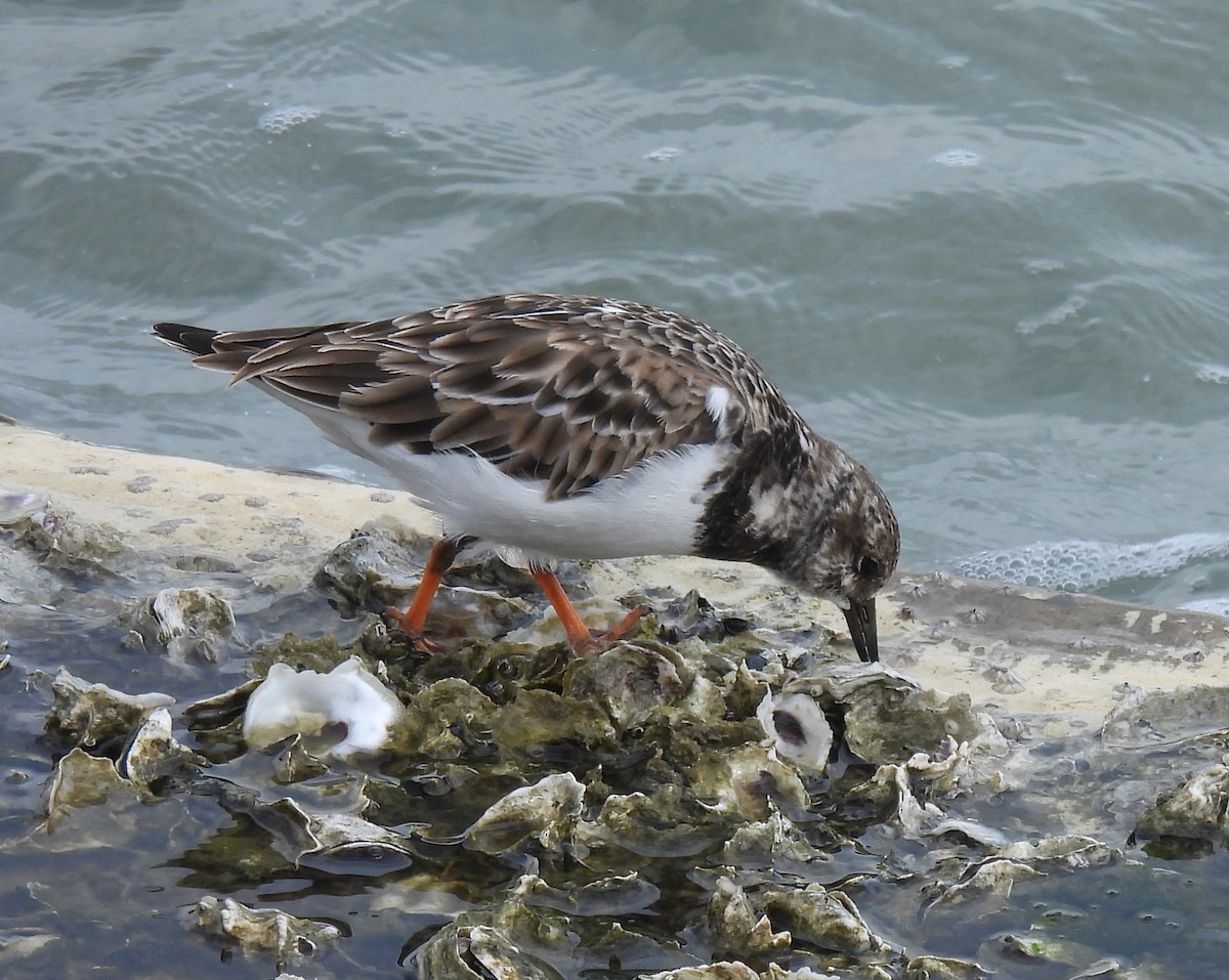 Harri-iraulari arrunta - ML646797498