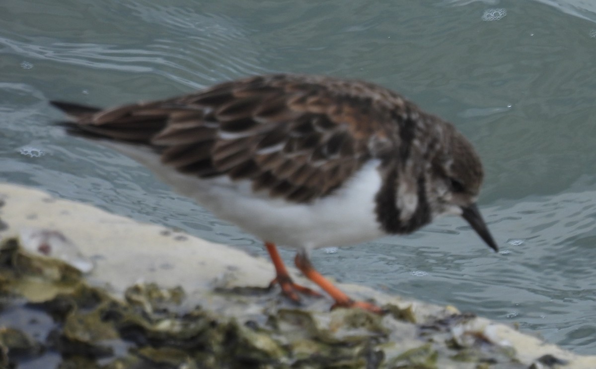 Harri-iraulari arrunta - ML646797499