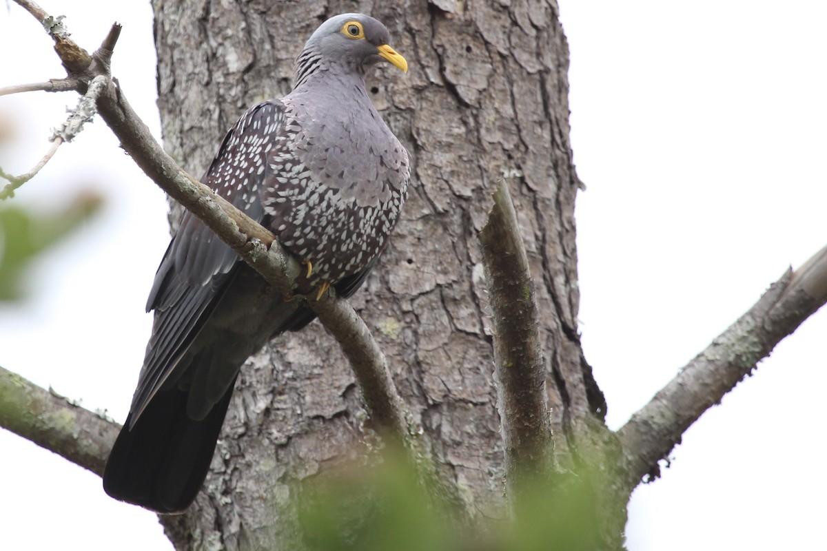 Оливковый вяхирь - ML646797503