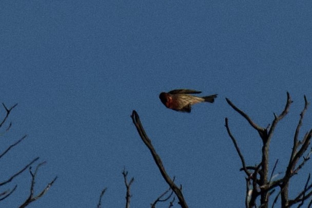 House Finch - ML646797504