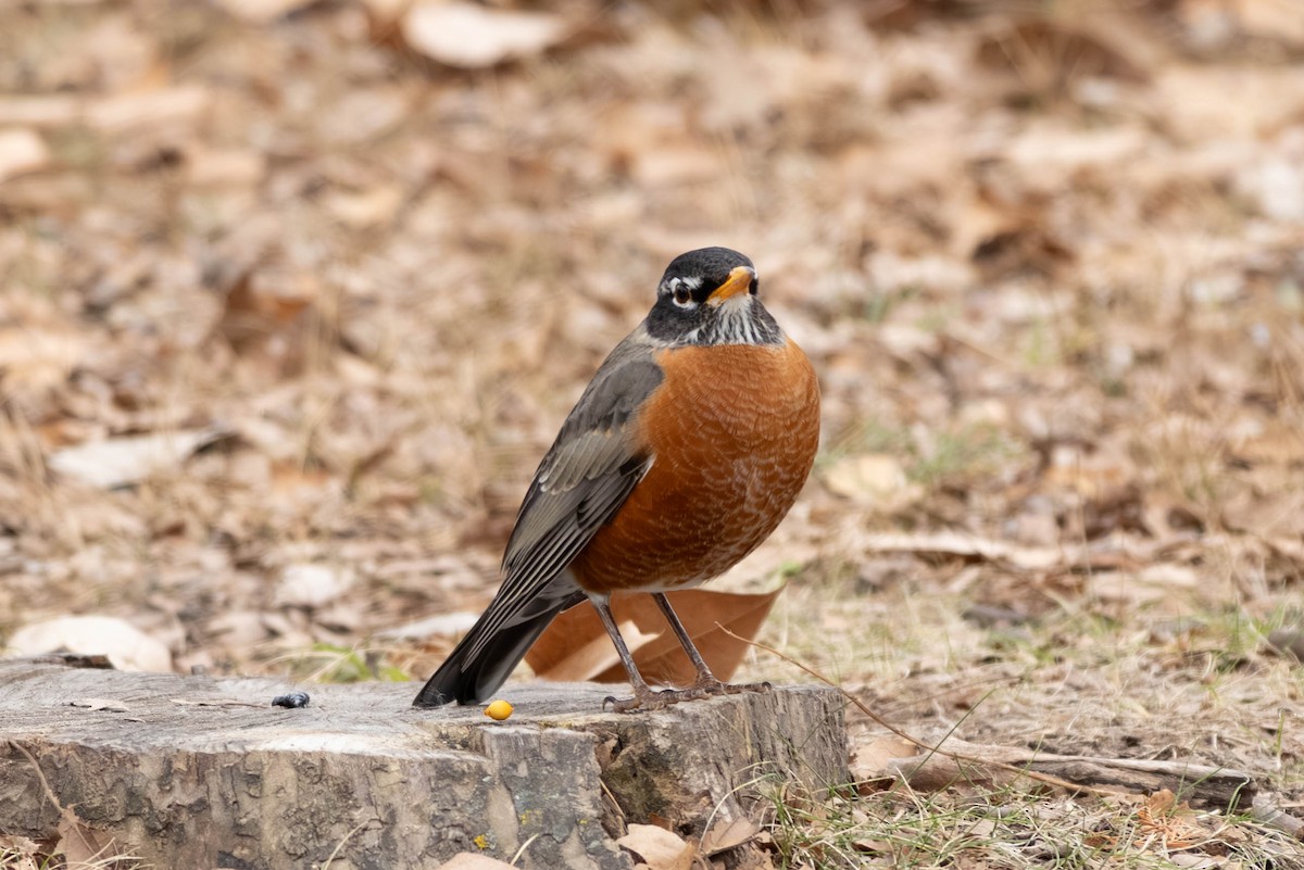 Дрізд мандрівний - ML646797508