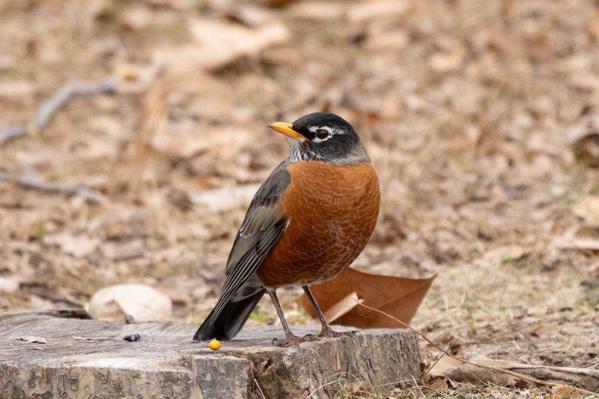 Дрізд мандрівний - ML646797509