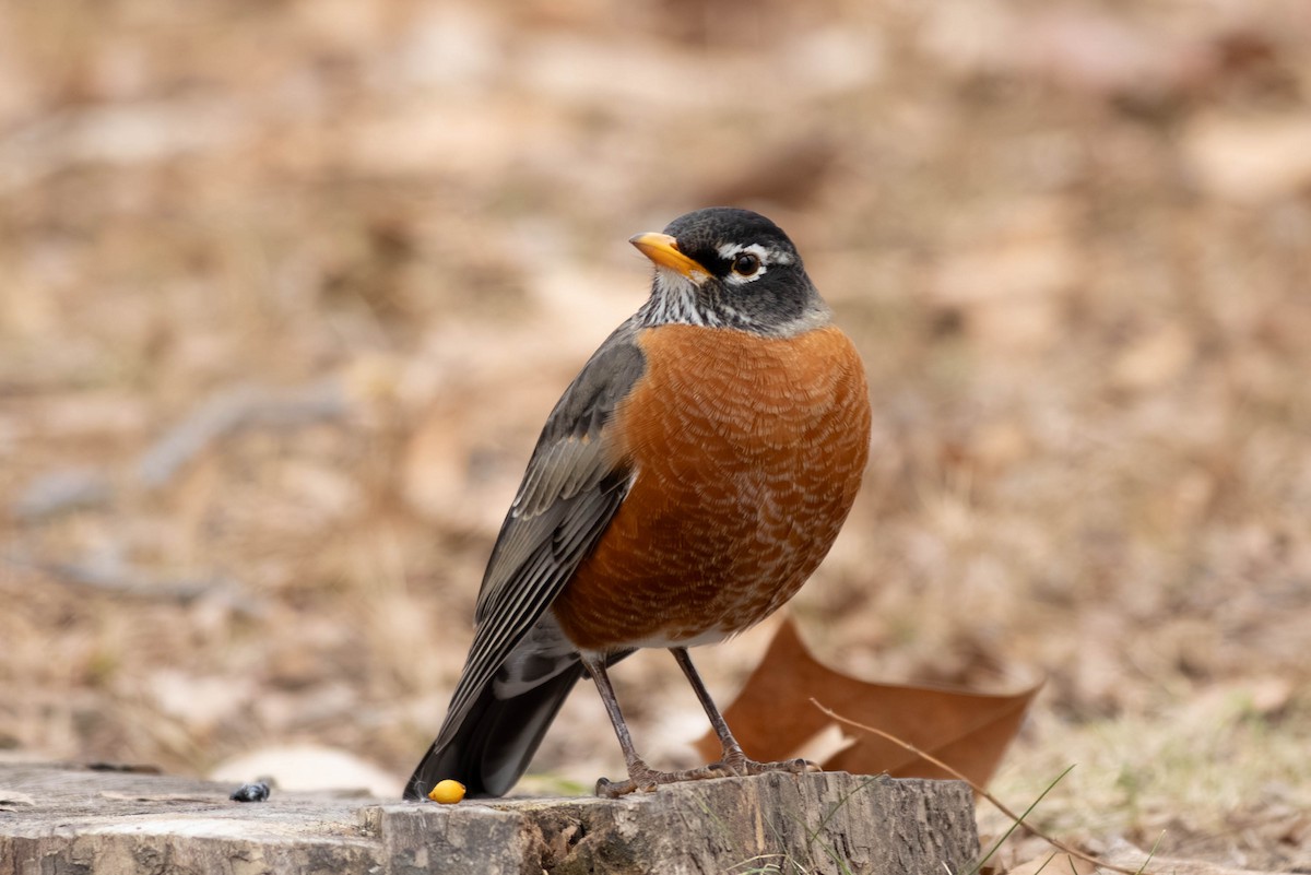Дрізд мандрівний - ML646797510