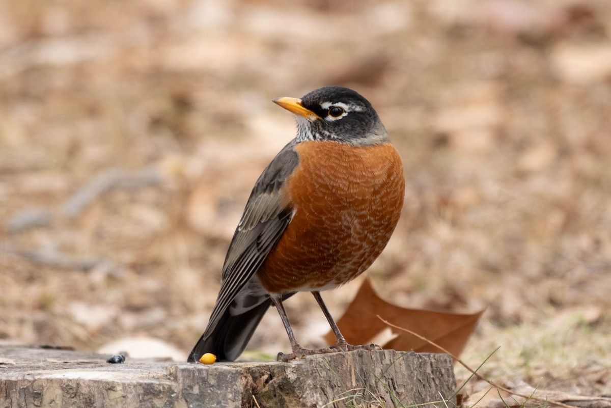 Дрізд мандрівний - ML646797511