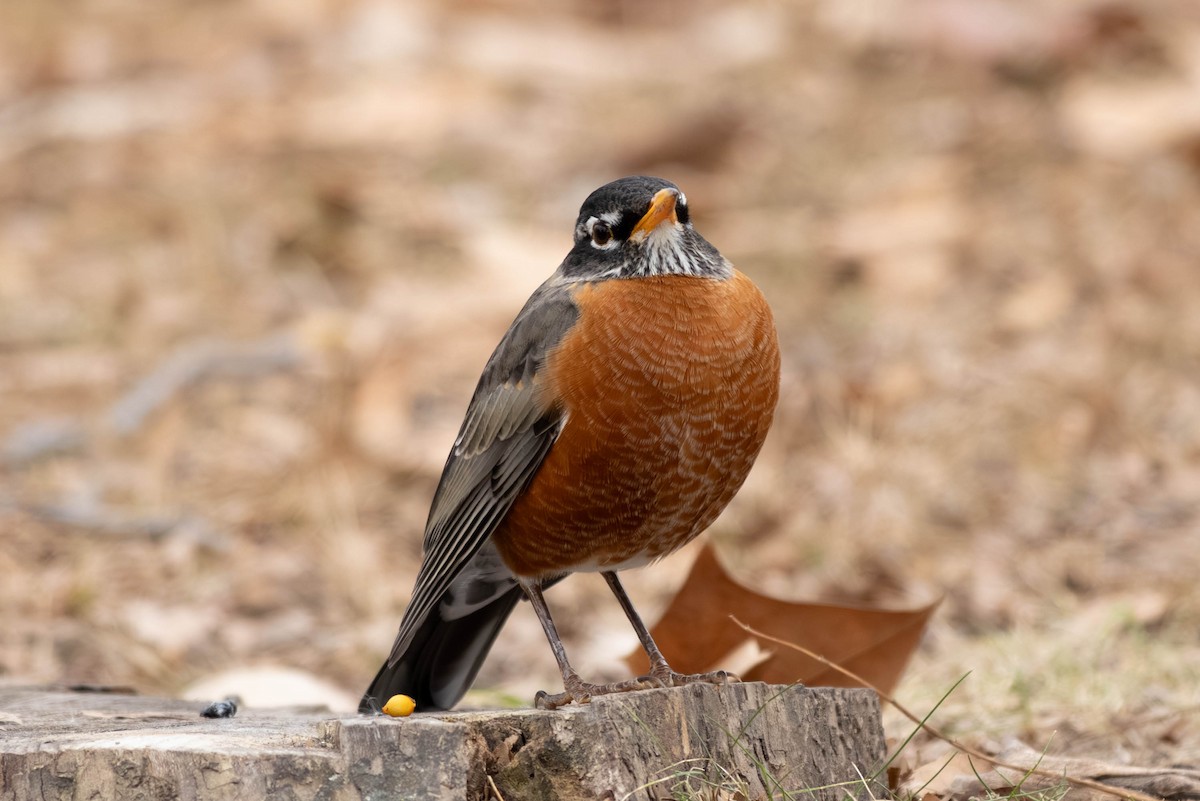 Дрізд мандрівний - ML646797512