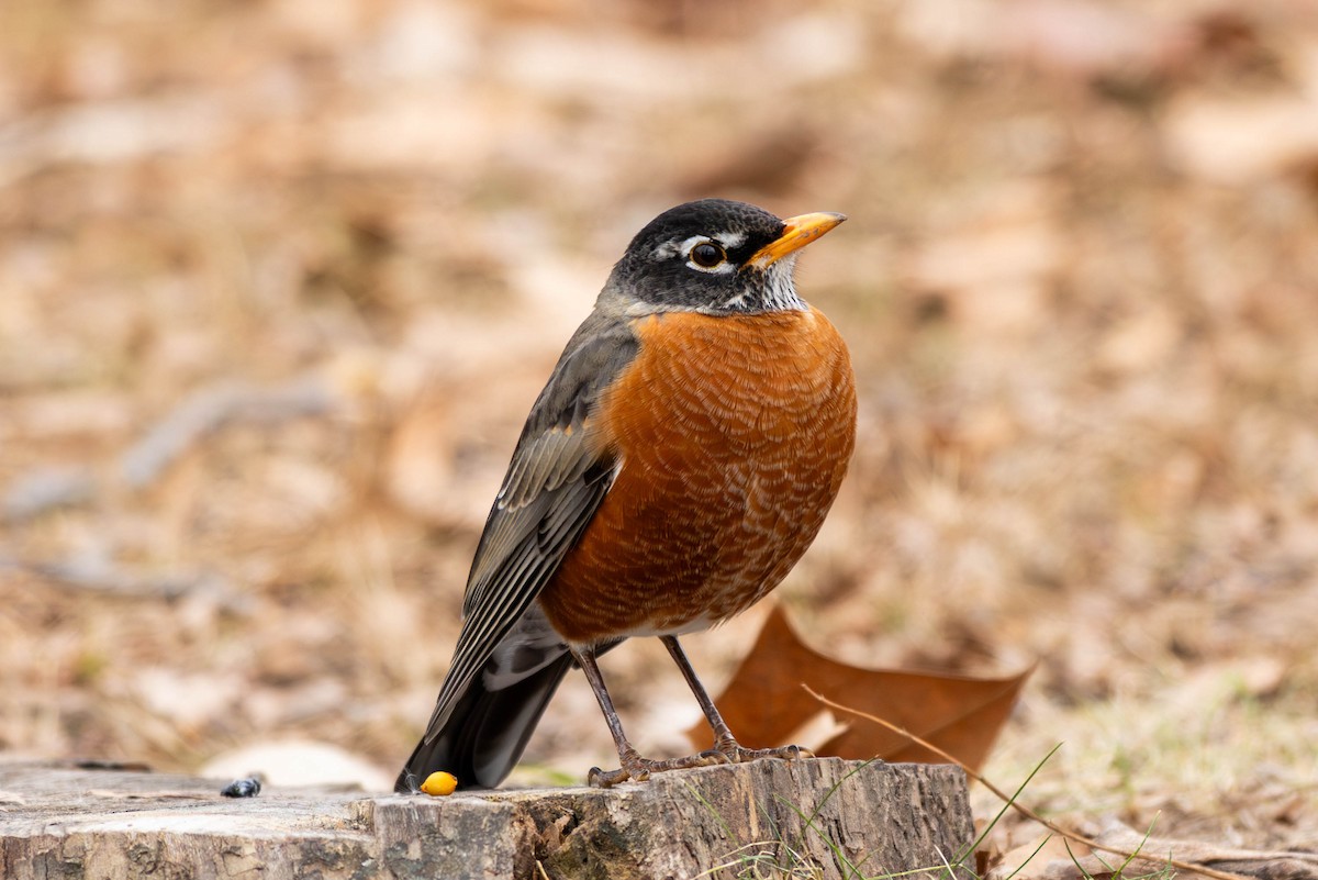 Дрізд мандрівний - ML646797513