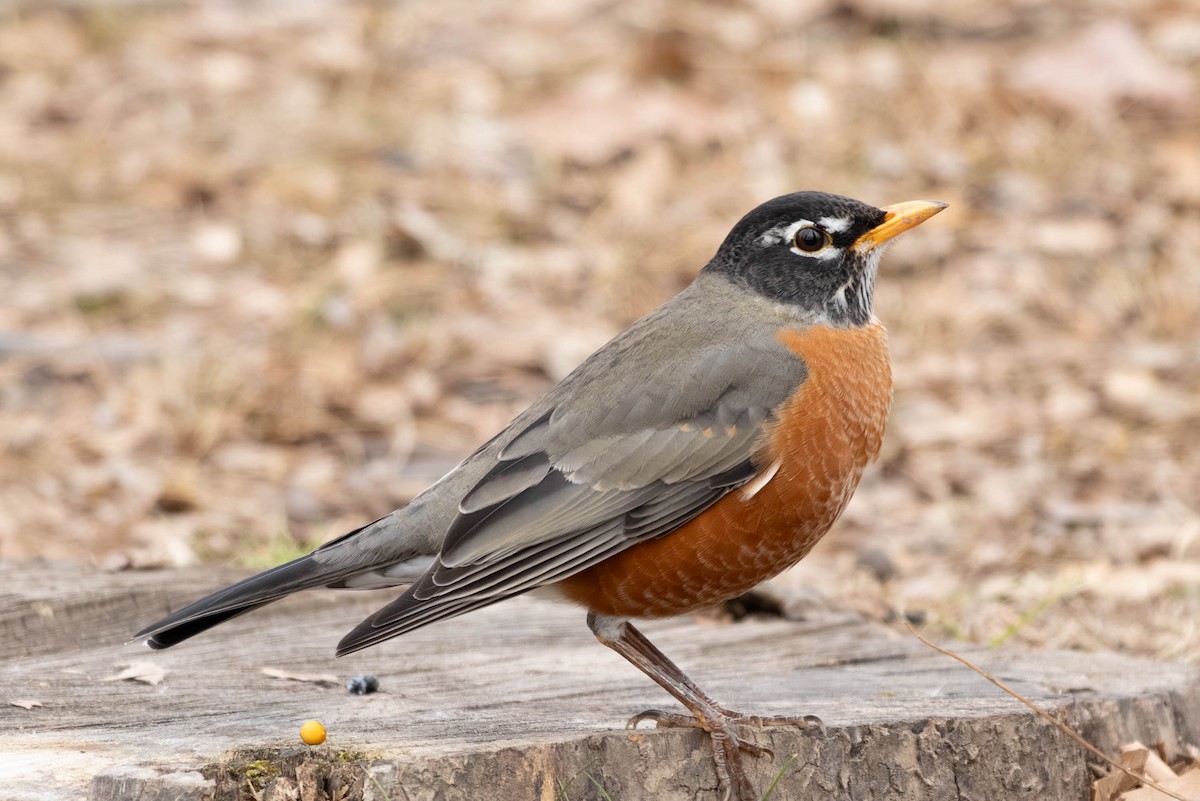 Дрізд мандрівний - ML646797514