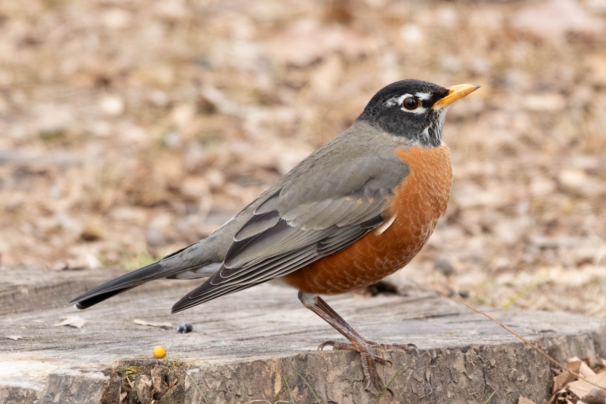 Дрізд мандрівний - ML646797515