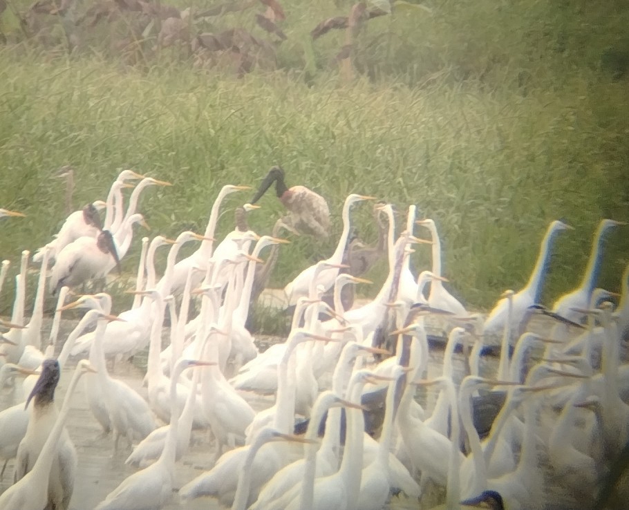 Jabiru - ML646797516