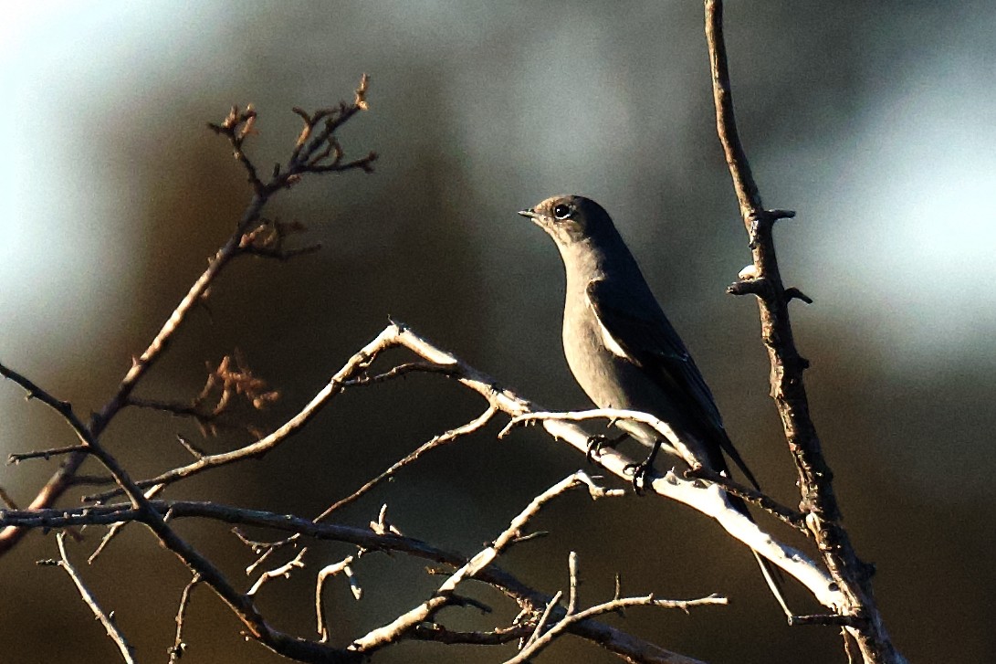 Townsend's Solitaire - ML646797518