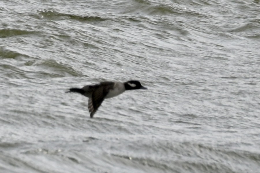 Bufflehead - ML646797519