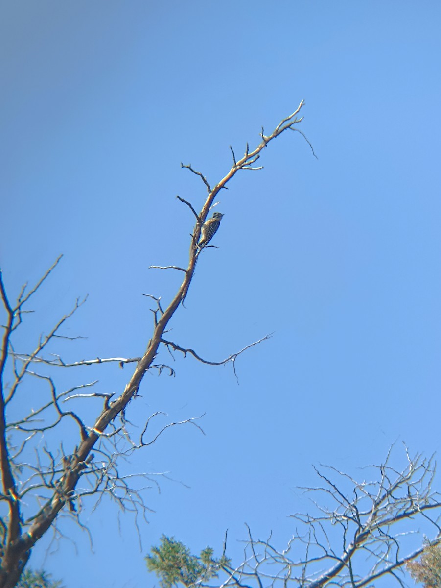 strakapoud proužkohřbetý - ML646797523