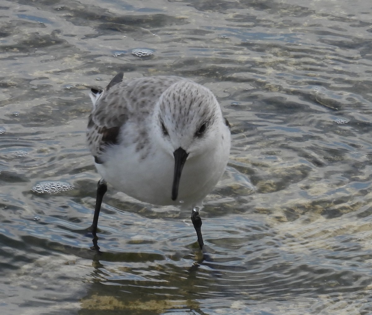 Txirri zuria - ML646797524