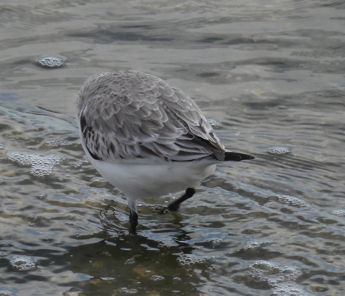 Txirri zuria - ML646797525