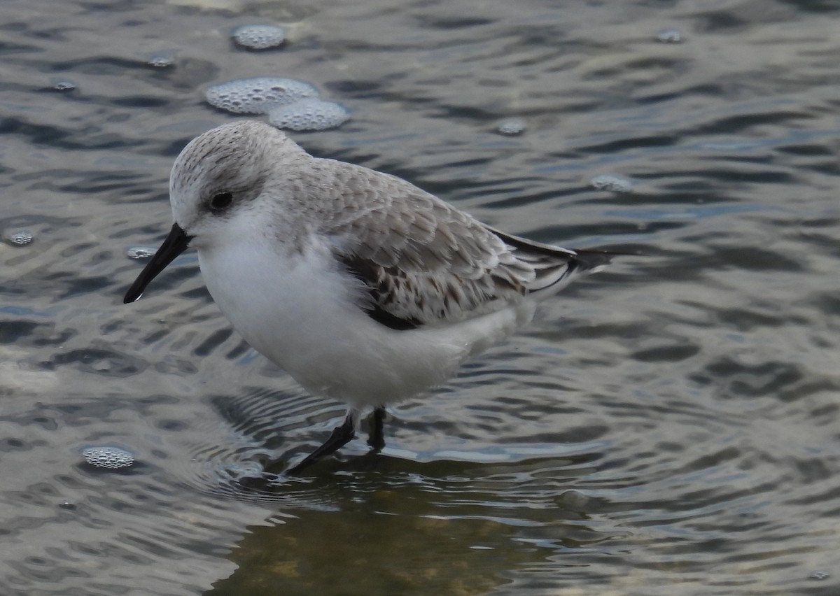 Txirri zuria - ML646797526