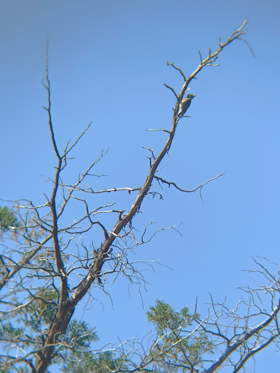 Ladder-backed Woodpecker - ML646797527
