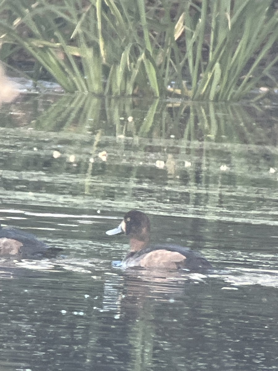 Морская чернеть - ML646797530