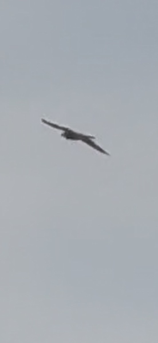 ハヤブサ - ML646797532