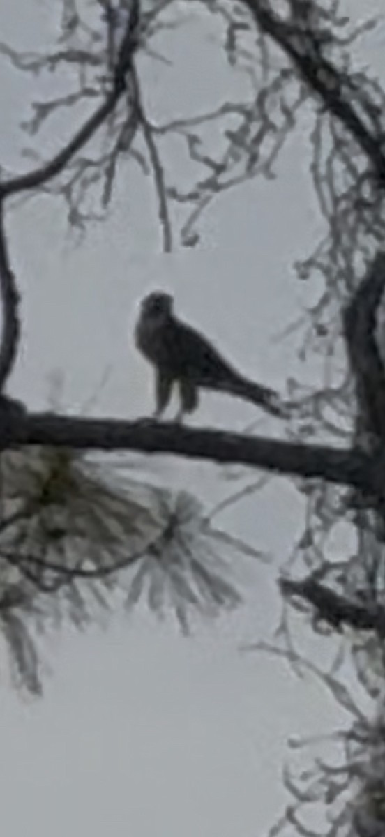 ハヤブサ - ML646797533