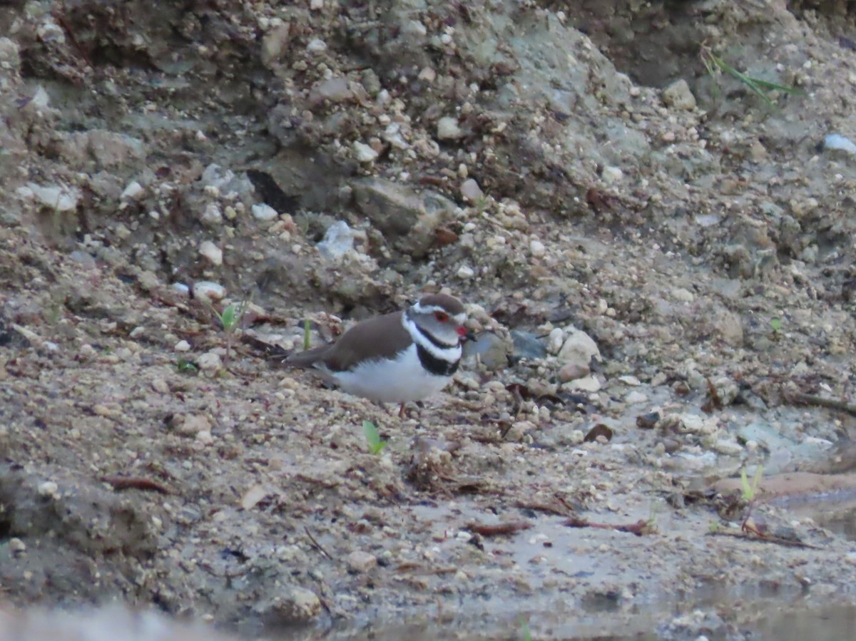 Трёхполосый зуёк - ML646797534