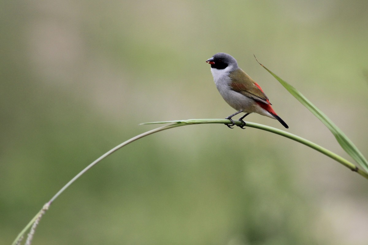 Черногорлый астрильд - ML646797536