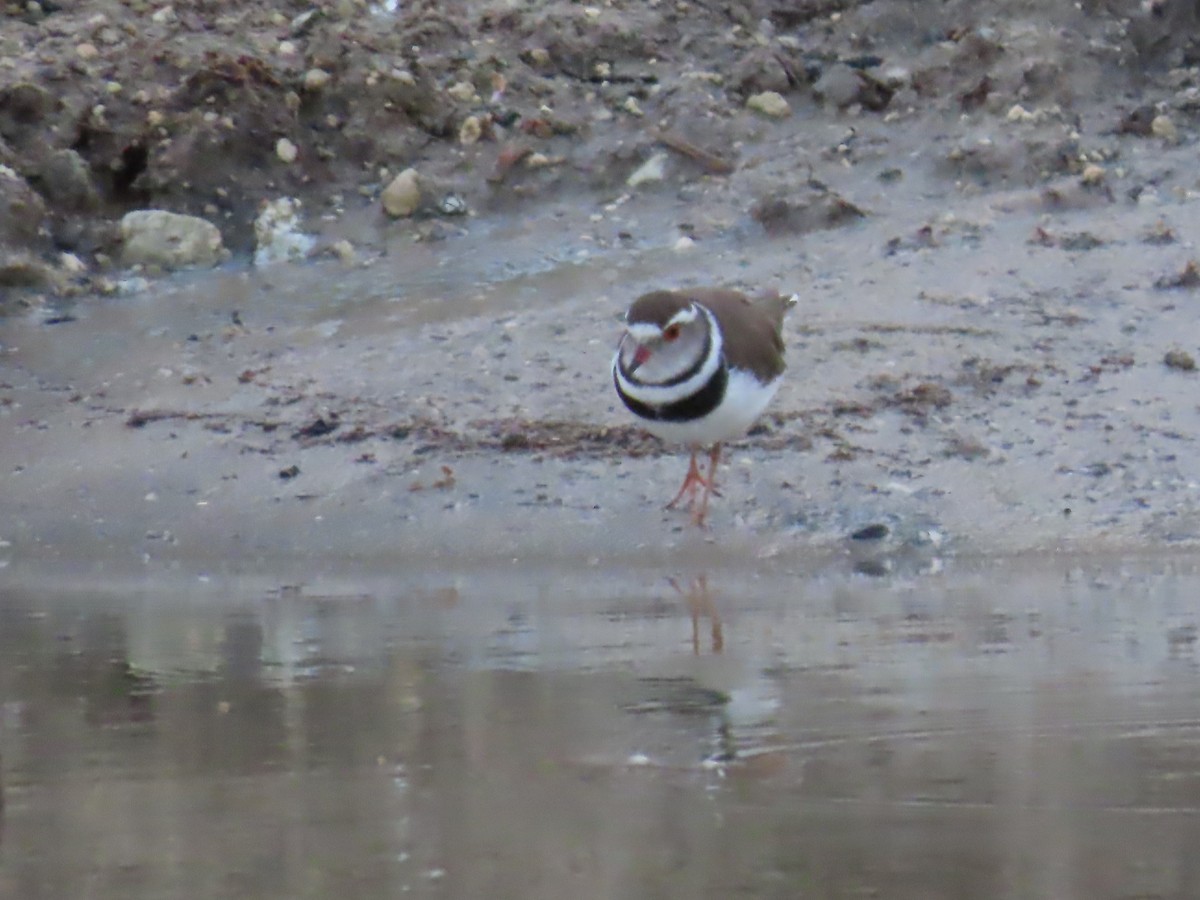 Трёхполосый зуёк - ML646797538