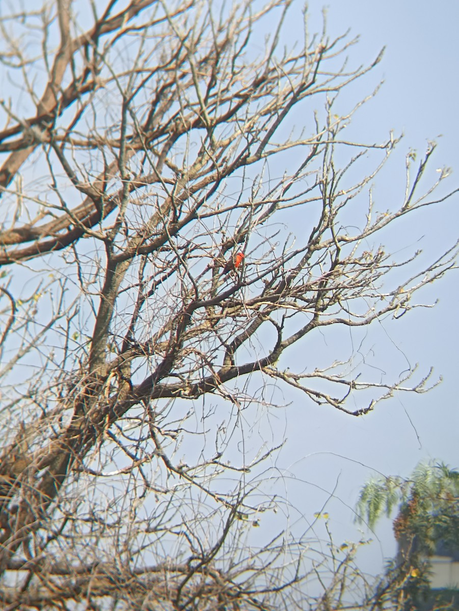 Vermilion Flycatcher (Northern) - ML646797540