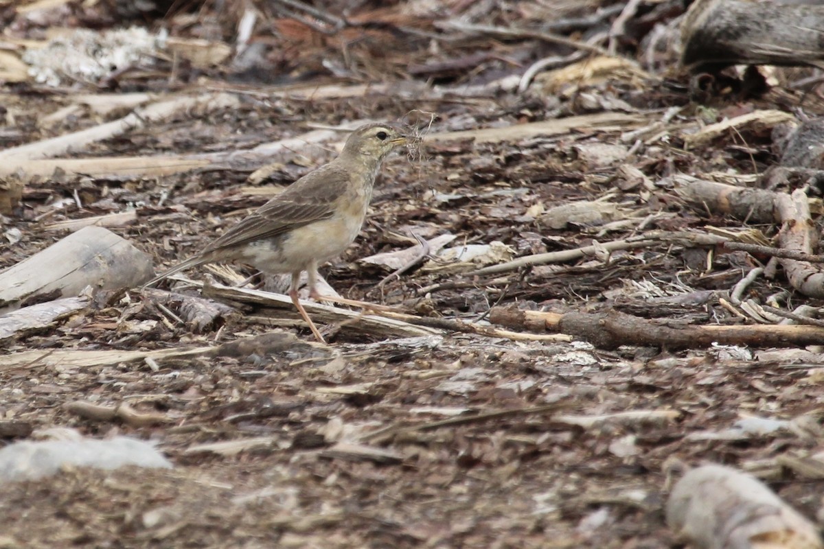 Plain-backed Pipit - ML646797551