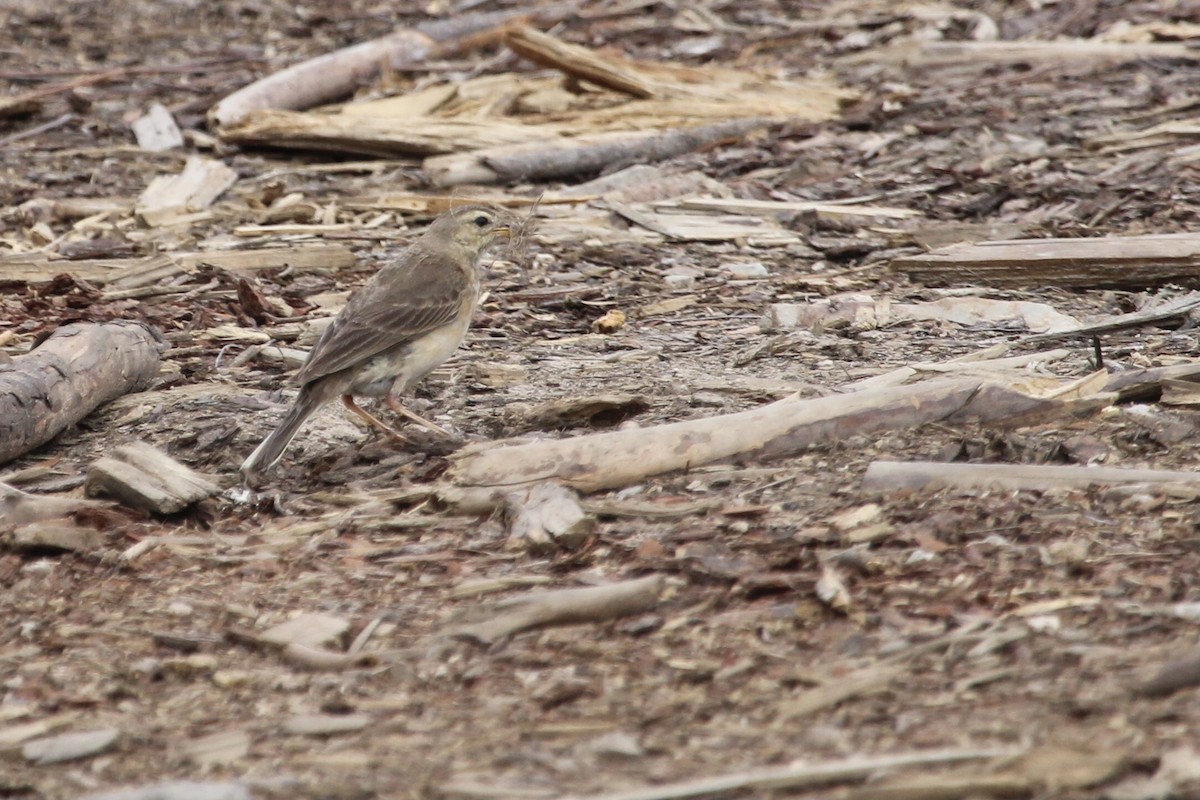 Plain-backed Pipit - ML646797552