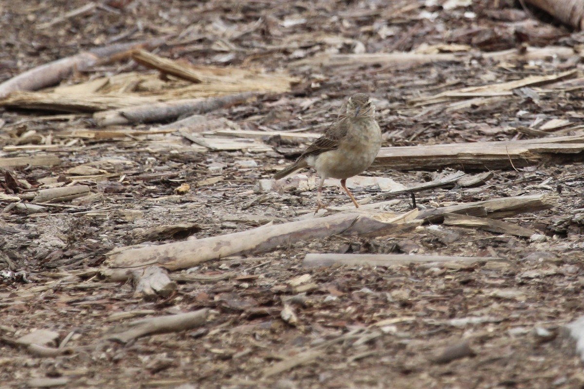 Plain-backed Pipit - ML646797553
