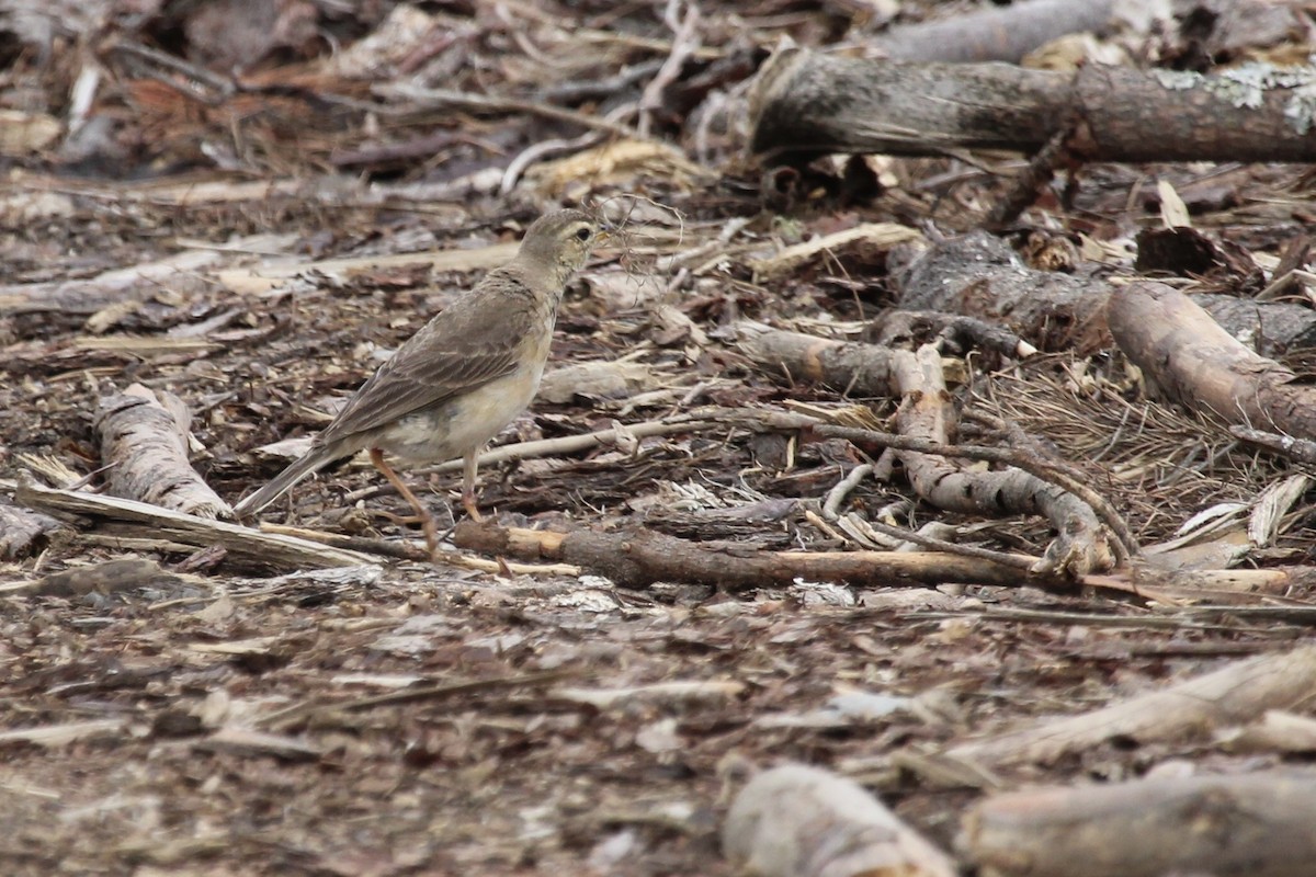 Plain-backed Pipit - ML646797554