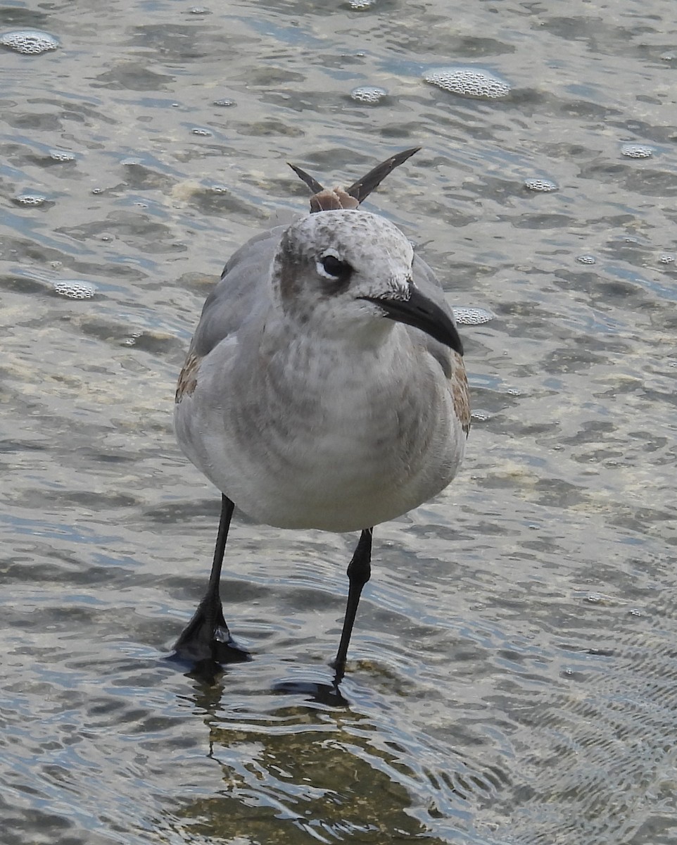 Antxeta mokogorri amerikarra - ML646797567