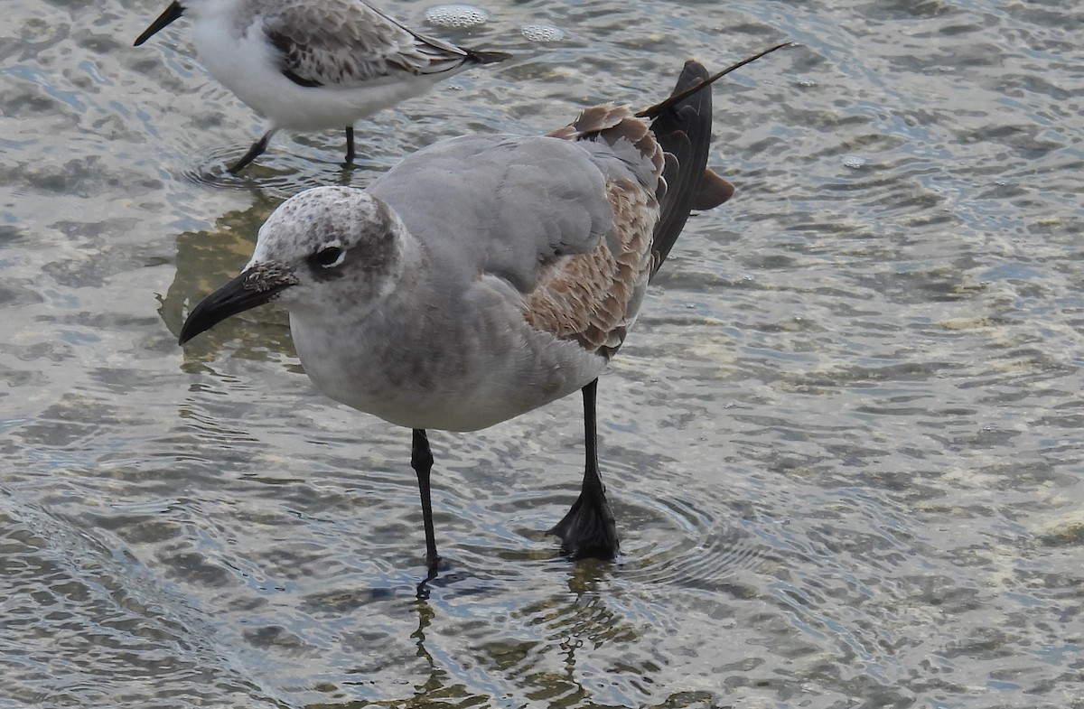 Antxeta mokogorri amerikarra - ML646797568