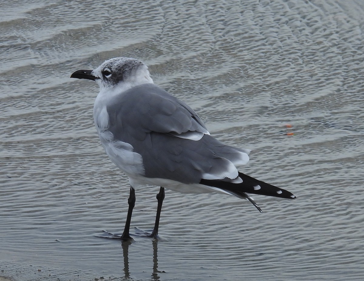 Antxeta mokogorri amerikarra - ML646797569