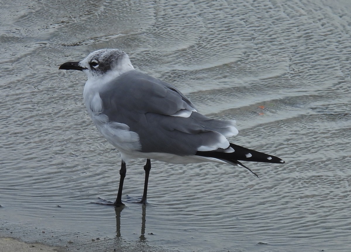 Antxeta mokogorri amerikarra - ML646797570