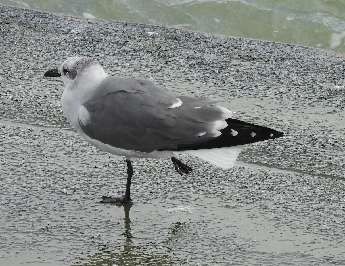 Antxeta mokogorri amerikarra - ML646797571