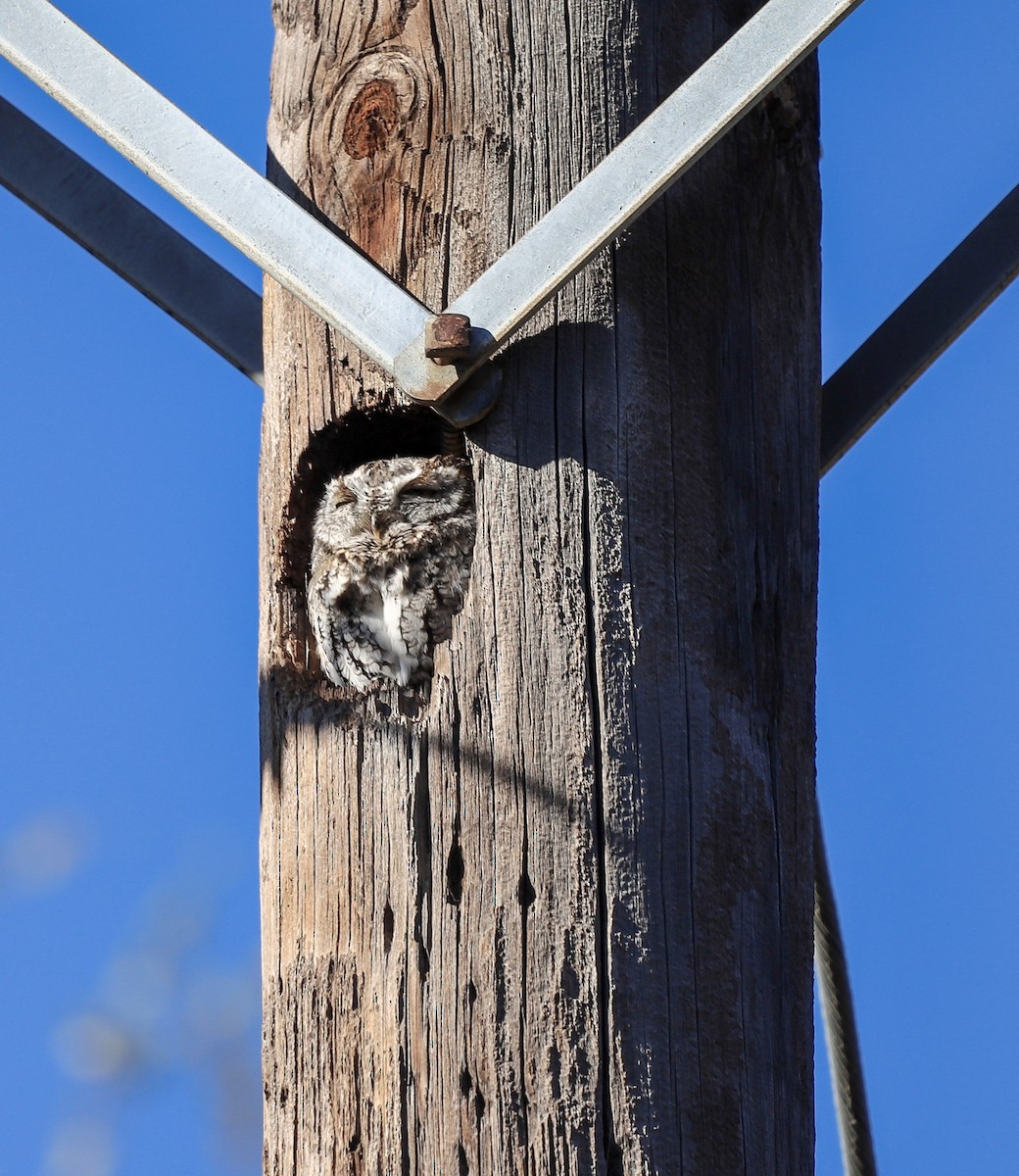 Ostkreischeule - ML646797572