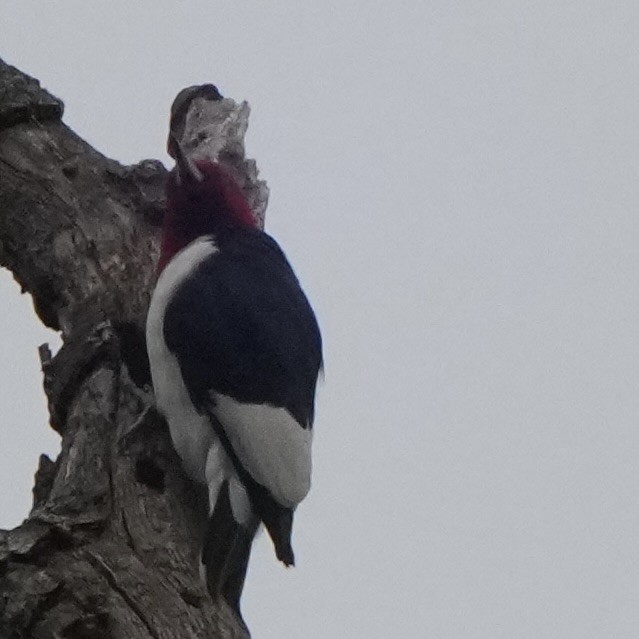 Red-headed Woodpecker - ML646797573