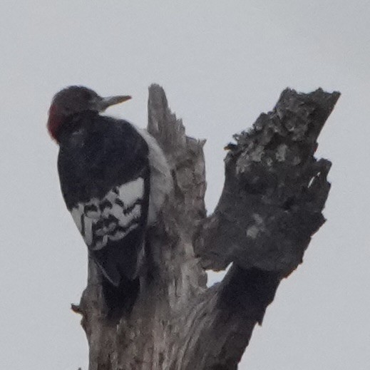 Red-headed Woodpecker - ML646797575