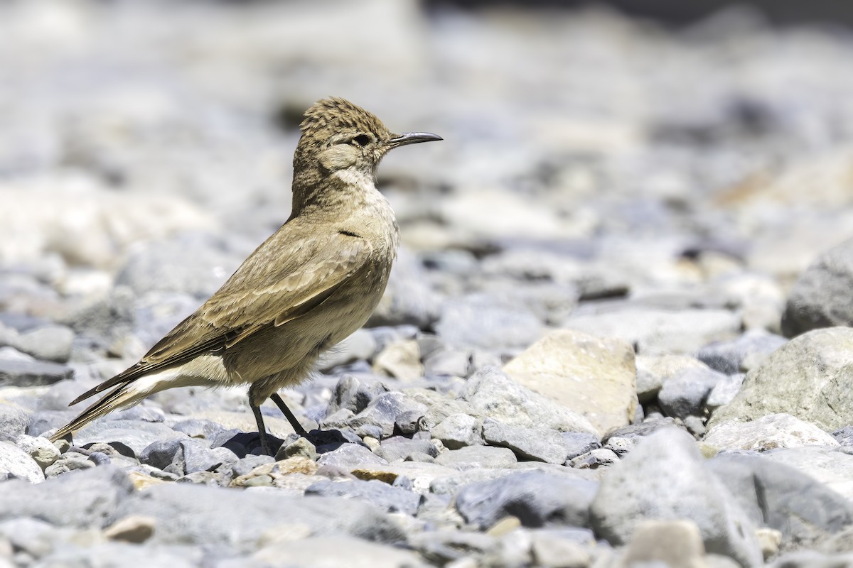 Землекоп блідий - ML646797577