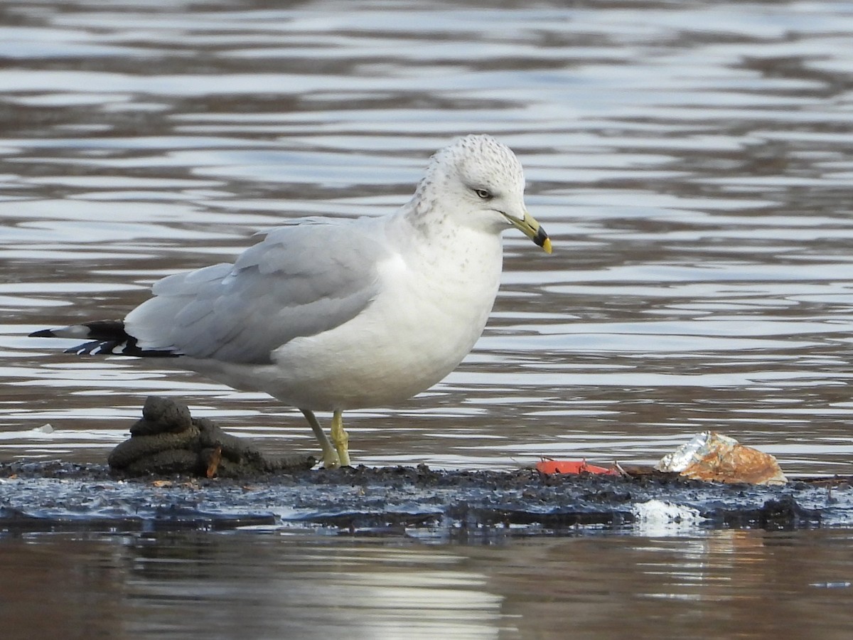 Делавэрская чайка - ML646797578