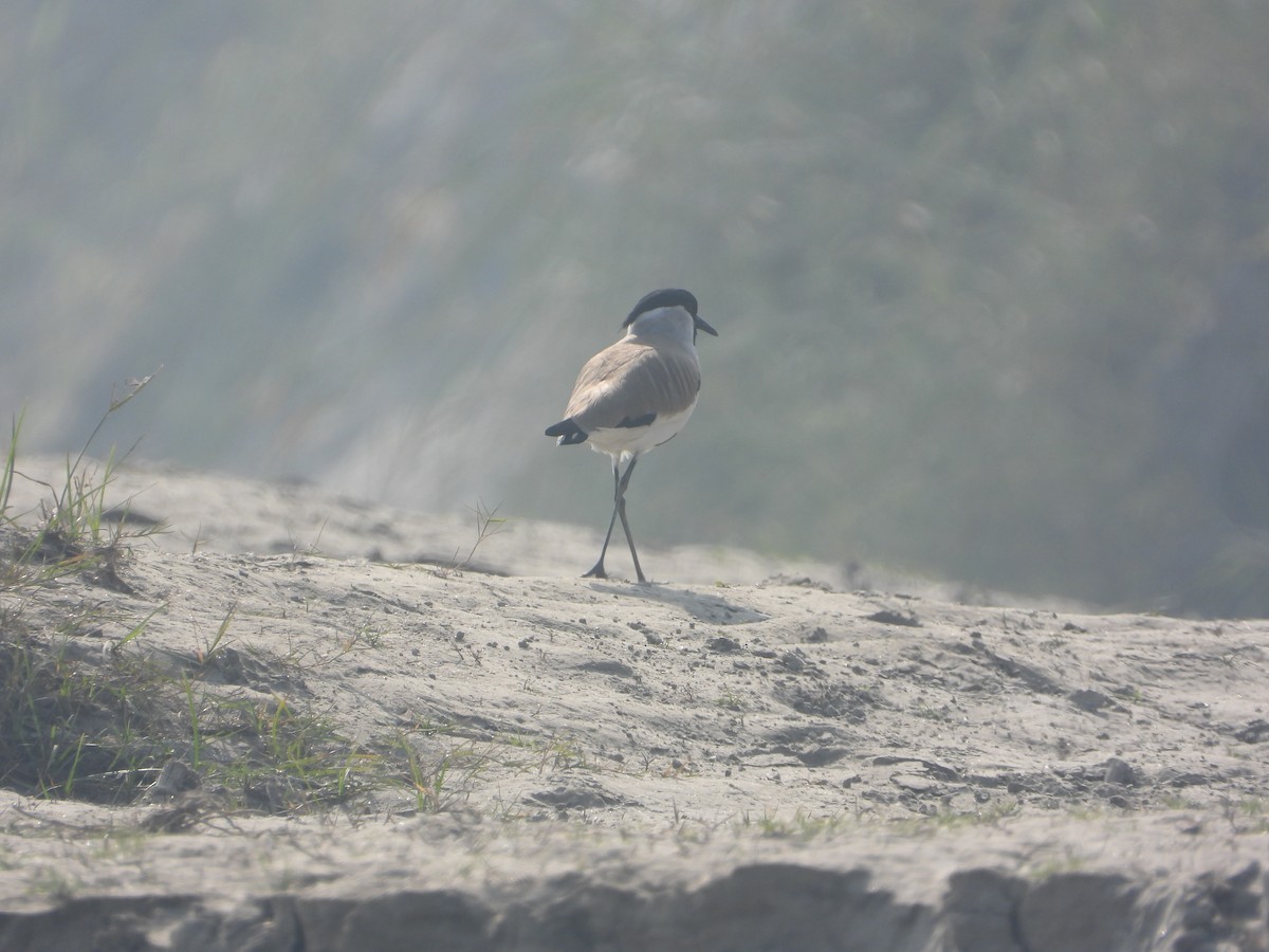 River Lapwing - ML646797581