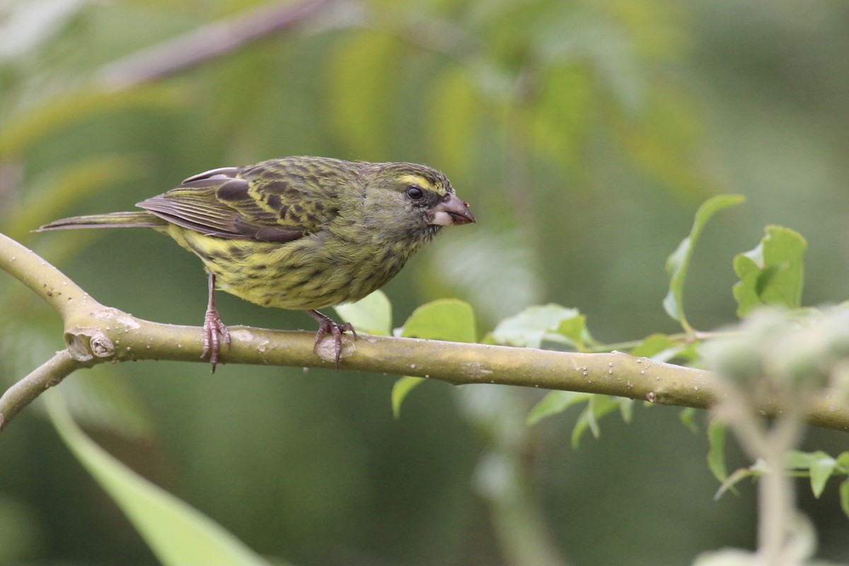 Лесной канареечник - ML646797582