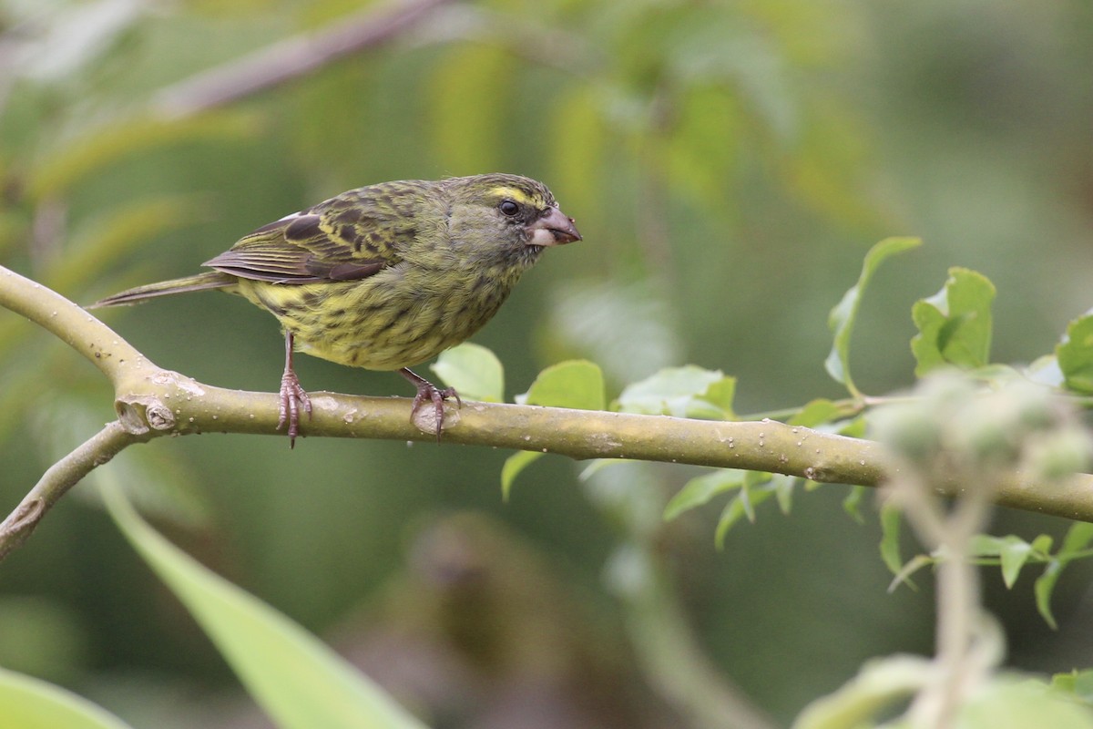 Лесной канареечник - ML646797583