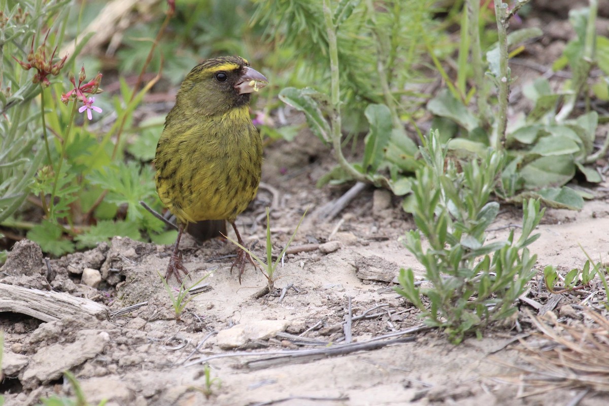 Лесной канареечник - ML646797584
