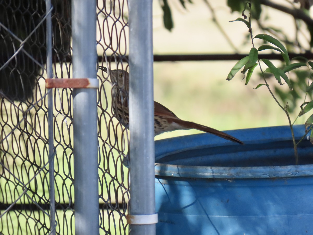 Brown Thrasher - ML646797590