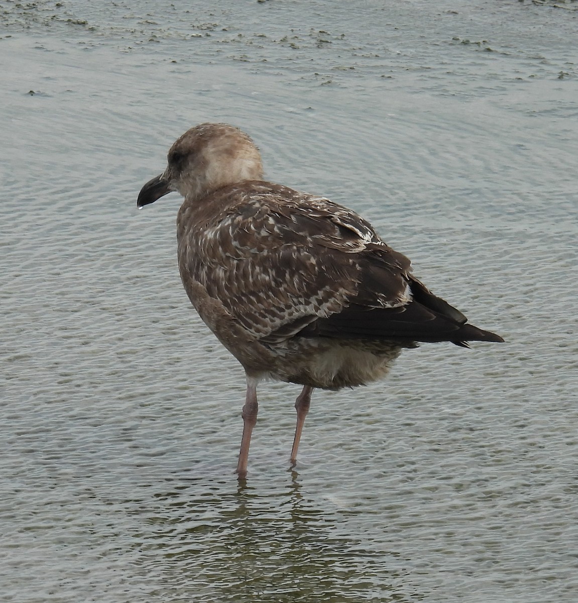 Kaio hauskara amerikarra - ML646797591