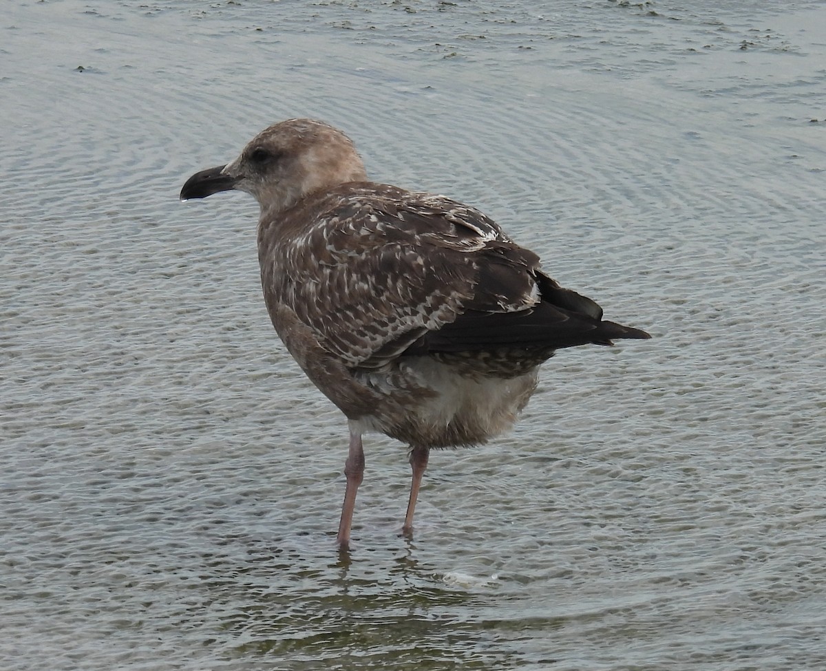 Kaio hauskara amerikarra - ML646797592